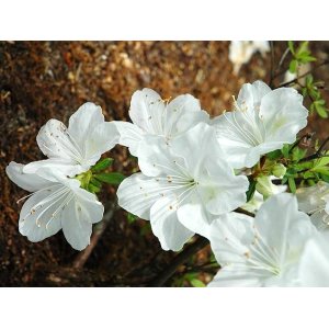 Azalka japonská (Azalea japonica) ´PALESTRINA BLANCHE´ - výška 30-50 cm, kont. C3L